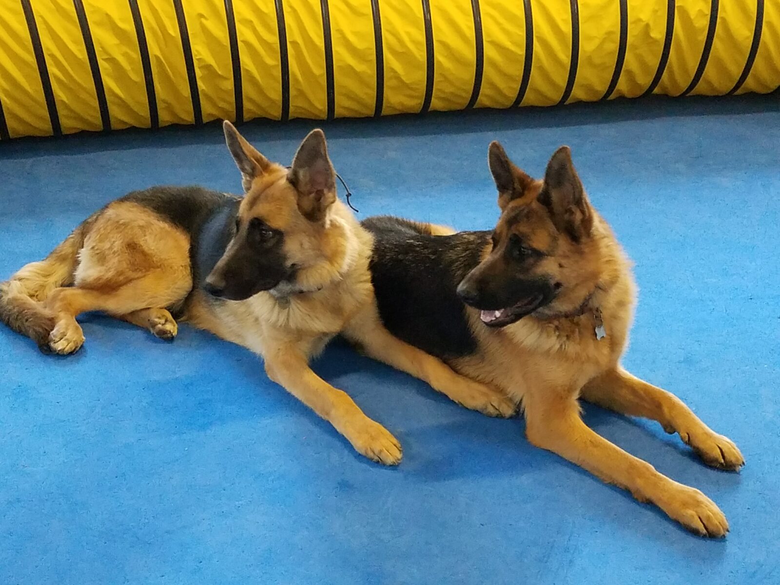 Two german shepherds laying on the ground next to each other.